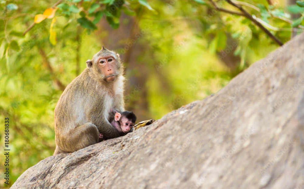 monkey sits on stone holding its little baby