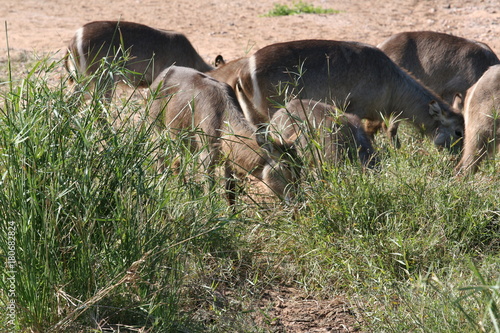 south African wildlife