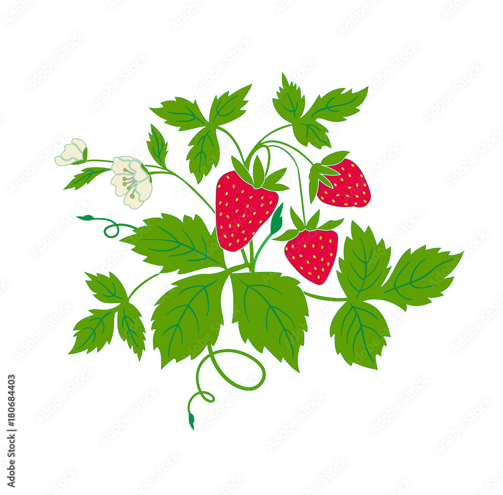 strawberry with ripe fruits and flowers strawberry with ripe fruits and flowers