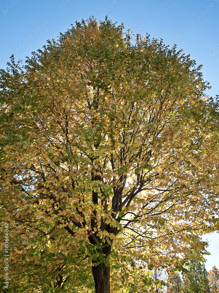 Fototapeta premium 紅葉した木