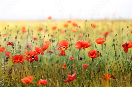Fototapeta Naklejka Na Ścianę i Meble -  Photo of beautiful red poppies