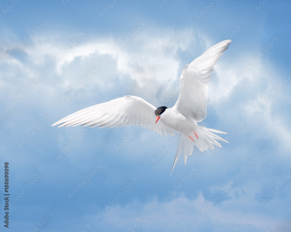 Common Tern (Sterna hirundo) hovering in the air Common Tern (Sterna hirundo) hovering in the air
