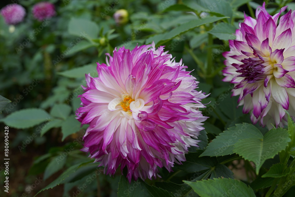 Obraz premium ダリア 花 キク科 紫 紅色 紅