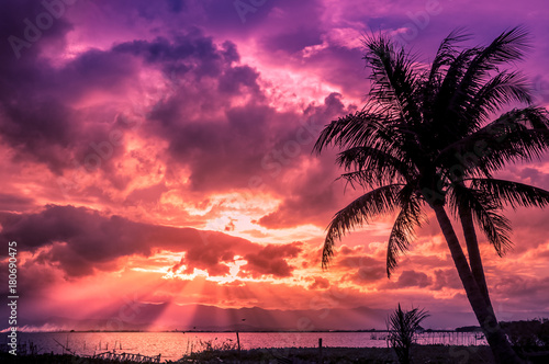 Fototapeta Naklejka Na Ścianę i Meble -  The palm trees silhouette on sunset