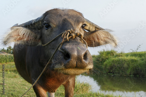 A closeup of the soft whiskers, wet nose and huge doleful eyes of a domesticated water buffalo (Bubalus bubalis) photo