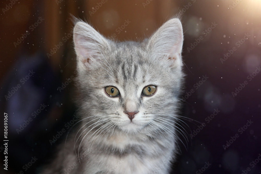 a small, fluffy kitten. a small, fluffy kitten.