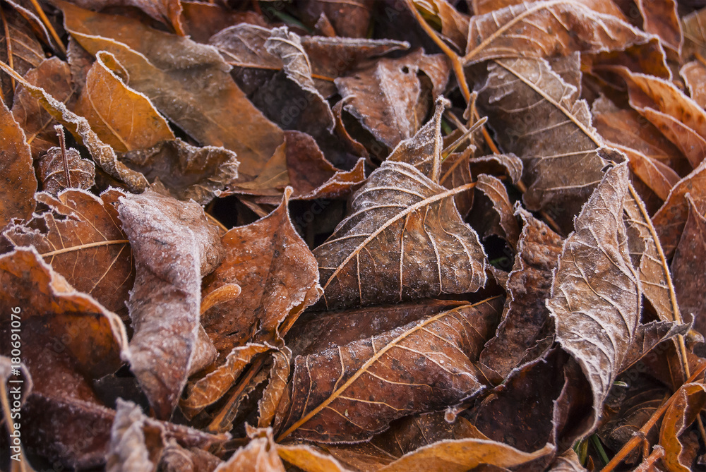 Fallen brown and yellow leaves in the frost Fallen brown and yellow leaves in the frost