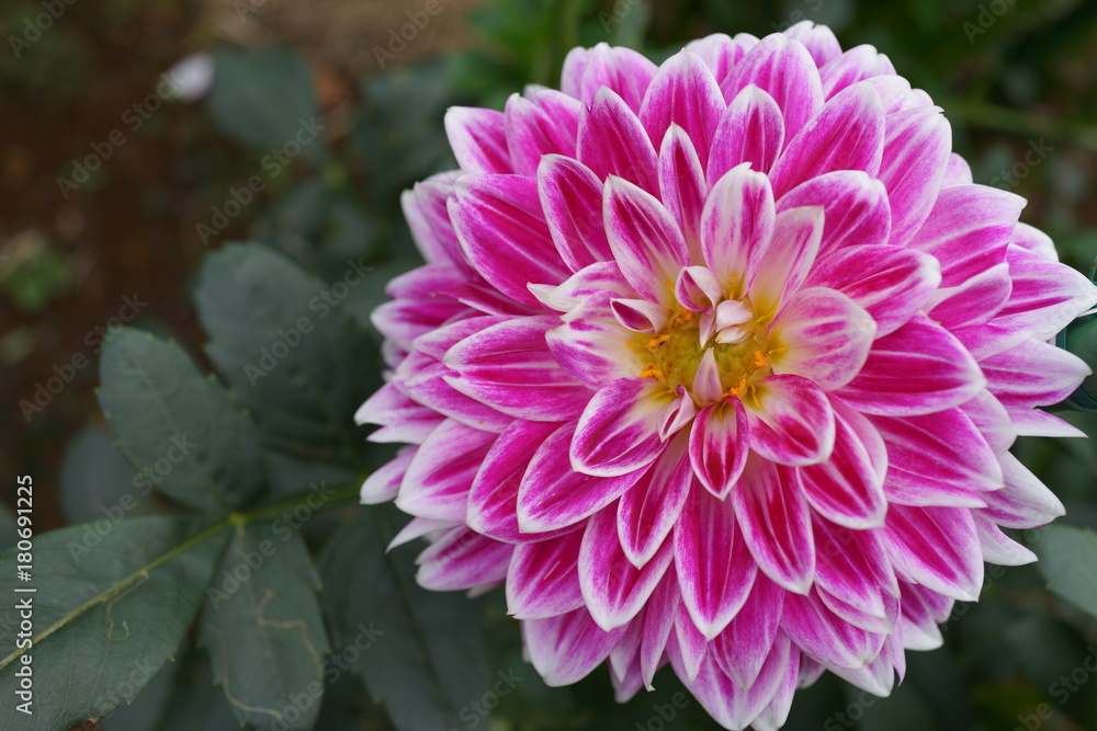 ダリア 花 キク科 桃色 ピンク 花びら ダリア 花 キク科 桃色 ピンク 花びら