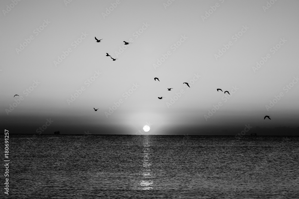 Naklejka premium Seascape jesień o świcie w czerni i bieli. Kierdel seagulls lata nad morzem. Sylwetka ptaków w locie. Wschodzące słońce nad horyzontem.