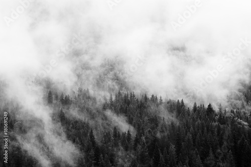 Fototapeta Lato górski krajobraz w czerni i bieli. Las pod chmurami po deszczu. Podróżując po Karpatach na Ukrainie