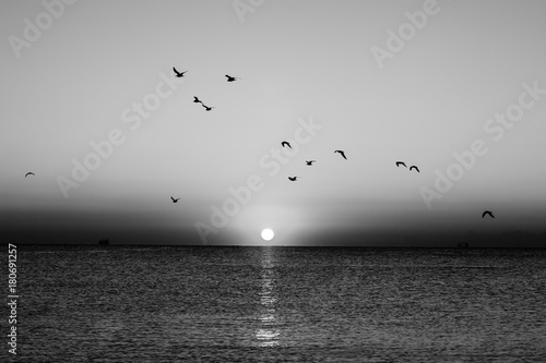 Fototapeta Seascape jesień o świcie w czerni i bieli. Kierdel seagulls lata nad morzem. Sylwetka ptaków w locie. Wschodzące słońce nad horyzontem.