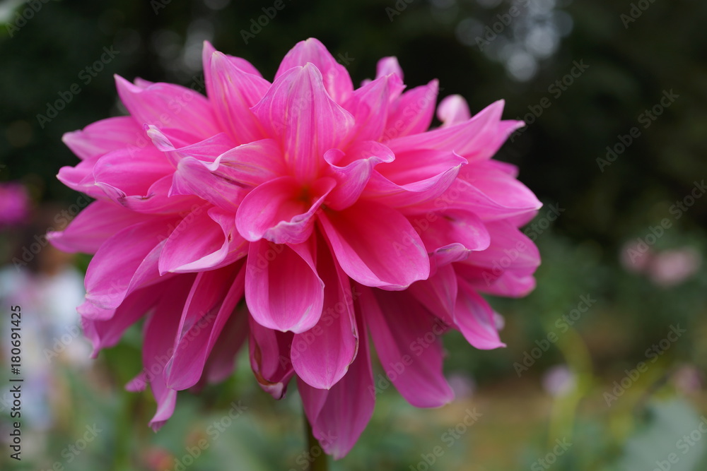 Obraz premium ダリア 花 キク科 桃色 ピンク 花びら 