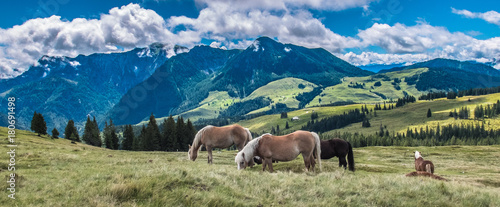 Austria Alps wild horses landscape