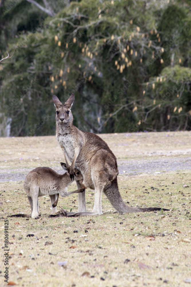 A young kangaroo jooey returns to his mother to suckle.