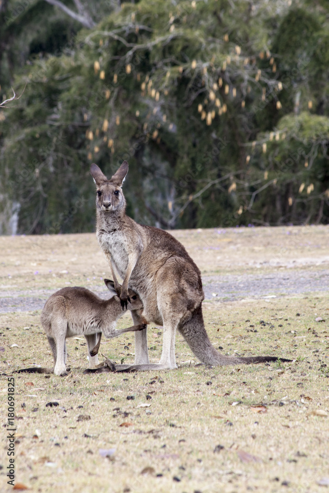 A young kangaroo jooey returns to his mother to suckle. A young kangaroo jooey returns to his mother to suckle.