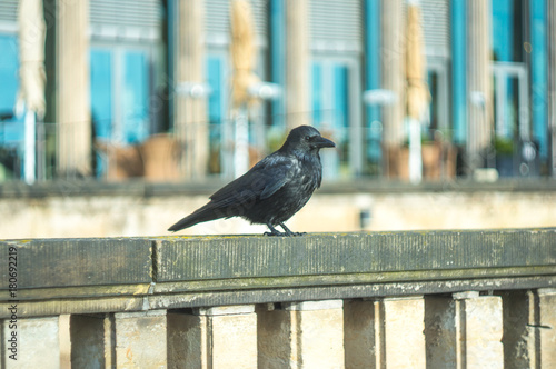 Raven on railing © Filip