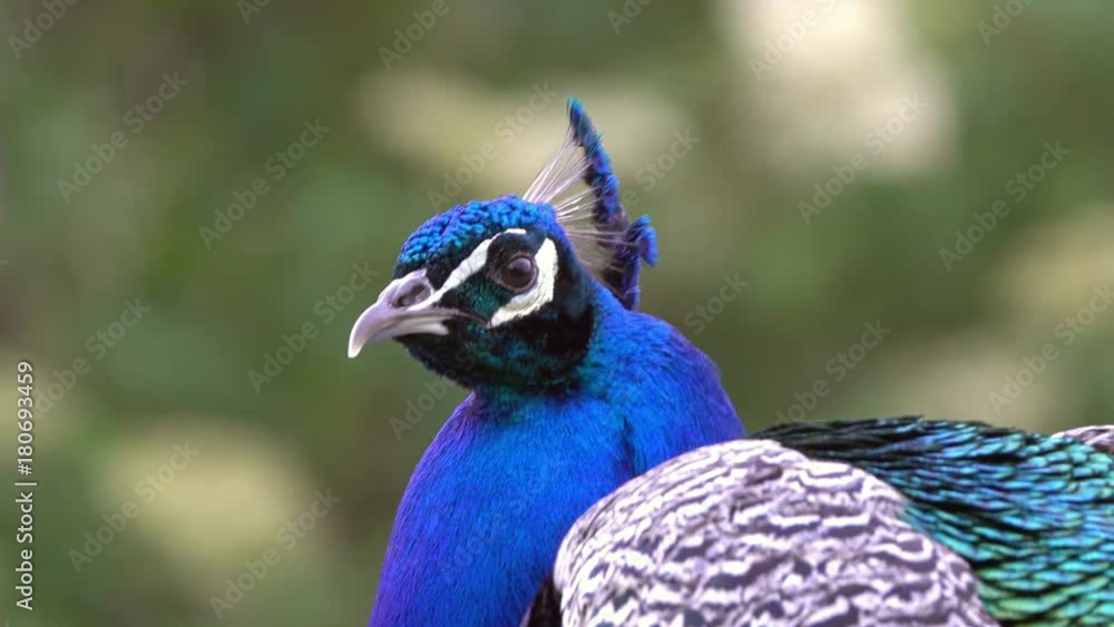 peacocks sitting on branch in forest, 4k
