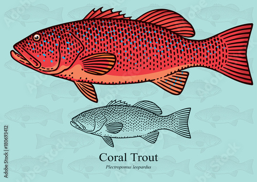 Coral Trout. Vector illustration for artwork in small sizes. Suitable for graphic and packaging design, educational examples, web, etc.