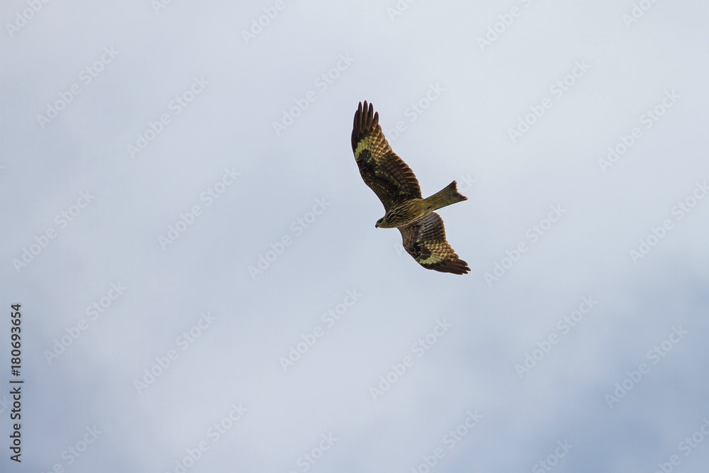 Fototapeta premium Black Kite Bird in flight