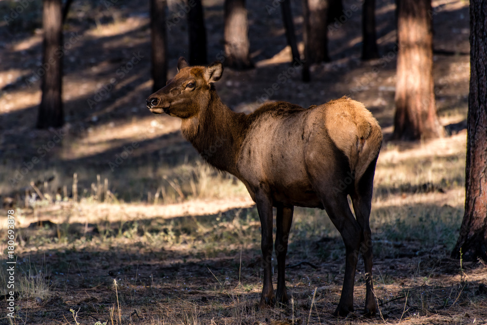 Hirsch Kuh im Grand Canyon Hirsch Kuh im Grand Canyon