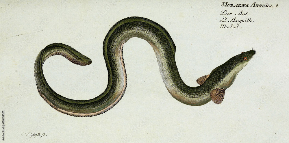 Fototapeta premium Illustration of a fish.