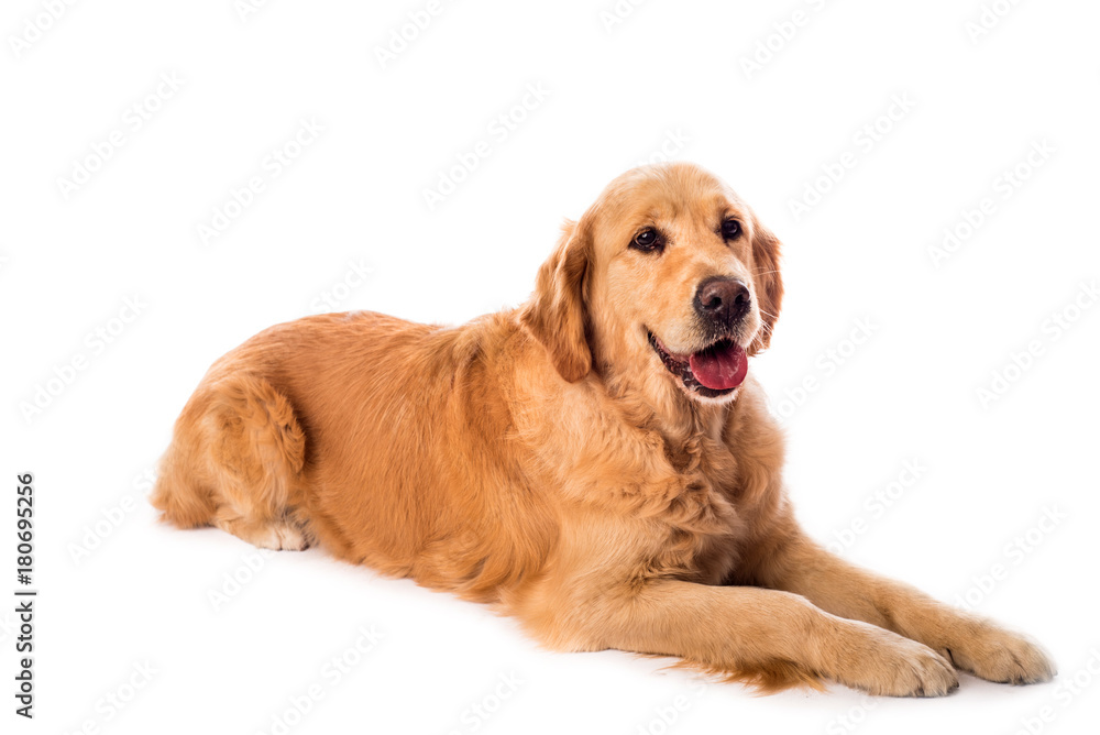 Golden Retriever dog isolated on white Golden Retriever dog isolated on white