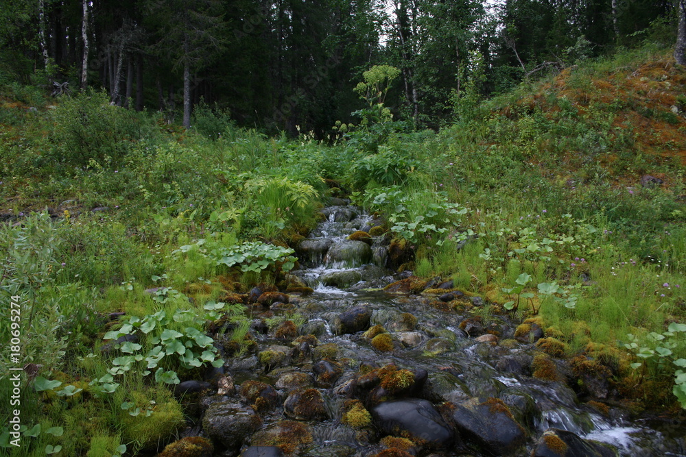 Forest. The Republic Of Komi. The Subpolar Urals. .(The Vast Russia! Sergey, Bryansk.) Forest. The Republic Of Komi. The Subpolar Urals. .(The Vast Russia! Sergey, Bryansk.)