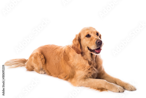 Fototapeta Naklejka Na Ścianę i Meble -  Golden Retriever dog isolated on white