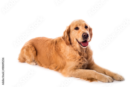 Golden Retriever dog isolated on white
