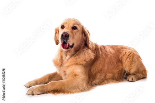 Fototapeta Naklejka Na Ścianę i Meble -  Golden Retriever dog isolated on white