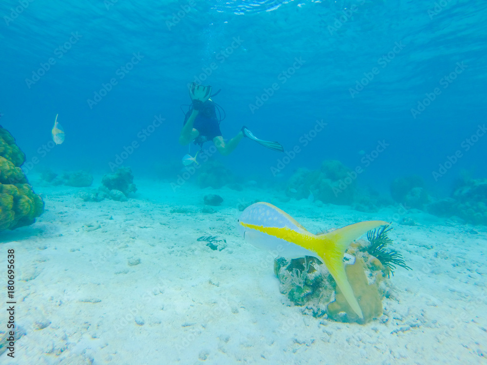 Scuba Diving Bay Of Pigs