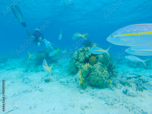 Scuba Diving Bay Of Pigs