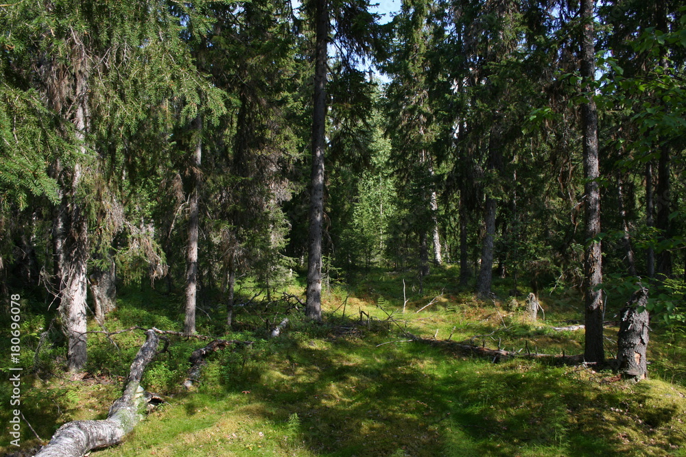 Forest. The Republic Of Komi. The Subpolar Urals. .(The Vast Russia! Sergey, Bryansk.) Forest. The Republic Of Komi. The Subpolar Urals. .(The Vast Russia! Sergey, Bryansk.)