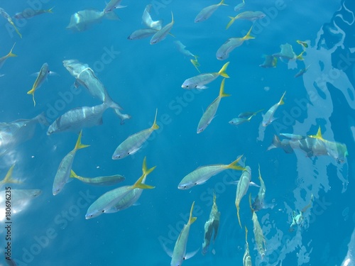 shool of fish close to the surface