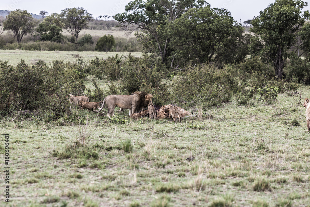 Savanne der Maasai Mara/Africa und ihre Löwen Savanne der Maasai Mara/Africa und ihre Löwen