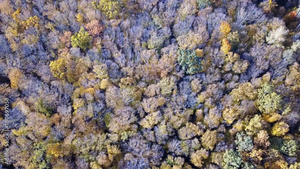 Aerial view of the forest with trees covered with yellow foliage, top view.