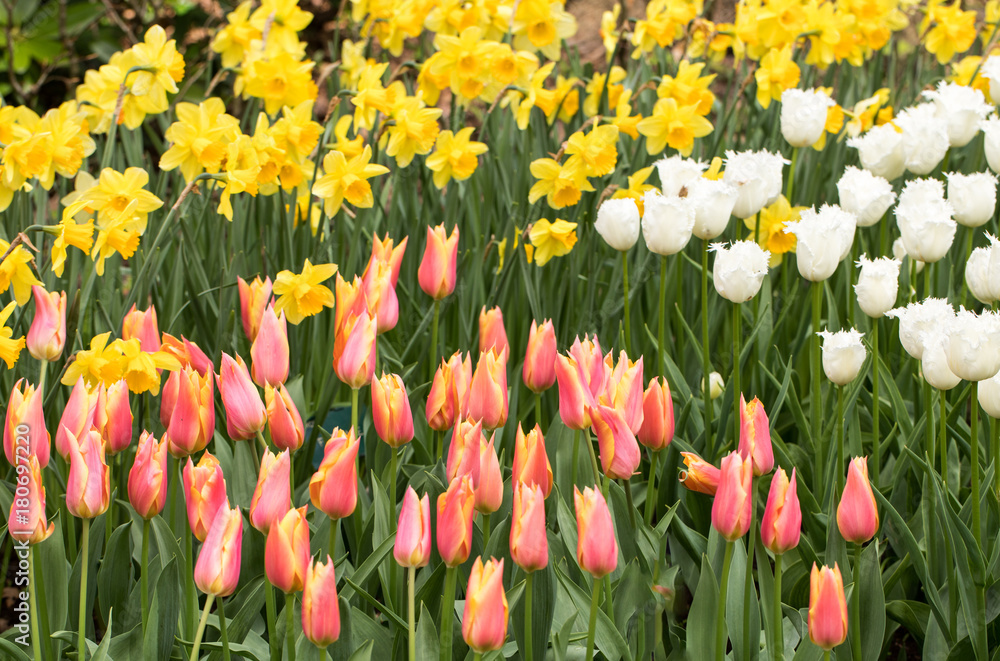 Obraz premium colorful tulips and daffodils blooming in a garden