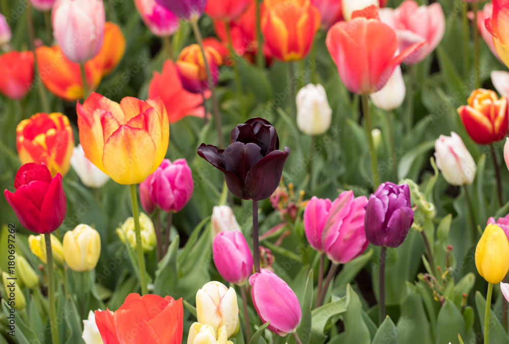 colorful tulips flowers blooming in a garden