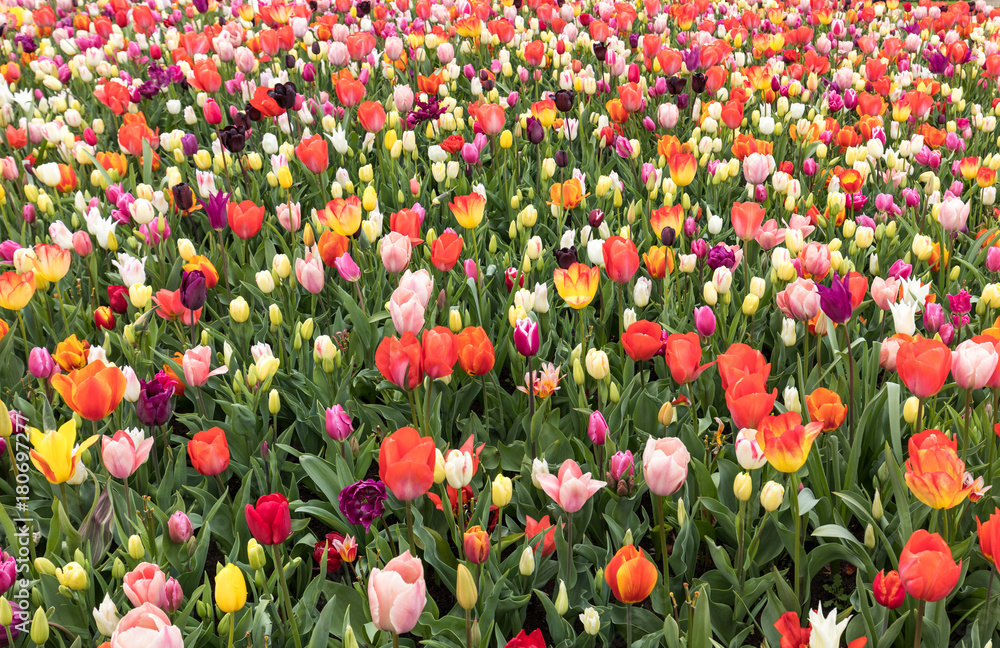 colorful tulips flowers blooming in a garden colorful tulips flowers blooming in a garden