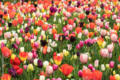 Fototapeta Naklejka Na Ścianę i Meble -  colorful tulips flowers blooming in a garden