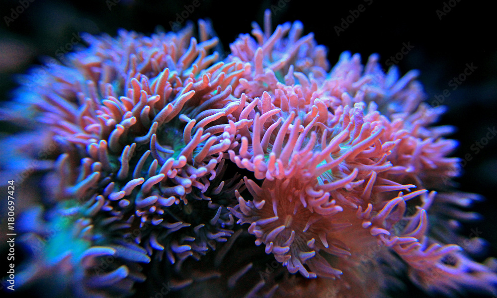 Fototapeta premium Duncal lps coral in reef tank