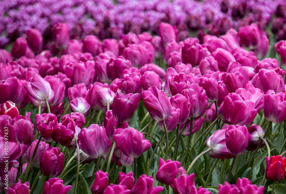 Obraz premium purple tulips flowers blooming in a garden
