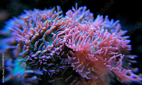 Duncal lps coral in reef tank