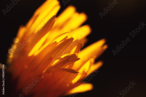 Fototapeta Naklejka Na Ścianę i Meble -  dandelion in the sun. dandelion closeup on a dark background