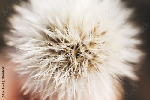 Fototapeta Naklejka Na Ścianę i Meble -  dandelion with parachutes close-up. background . dandelion in bloom