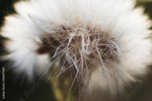 Fototapeta Naklejka Na Ścianę i Meble -  dandelion with parachutes close-up. background . dandelion in bloom