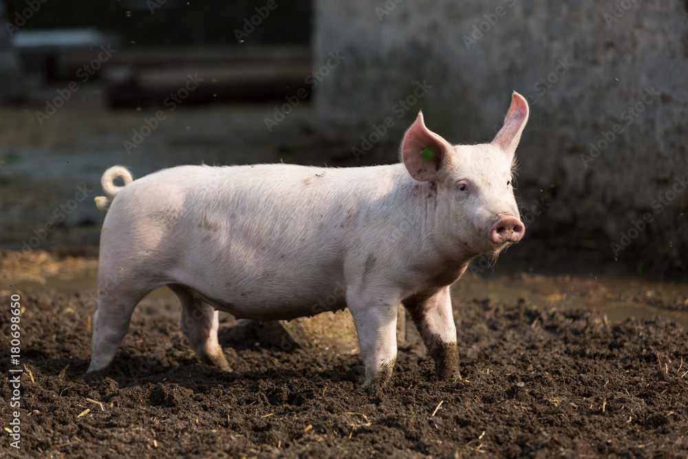 pink pig in the stable pink pig in the stable