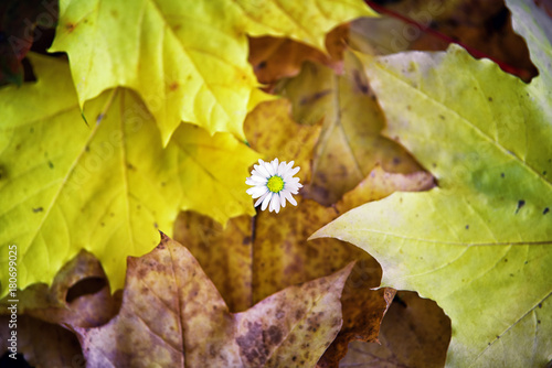 Flower and autumn leaves