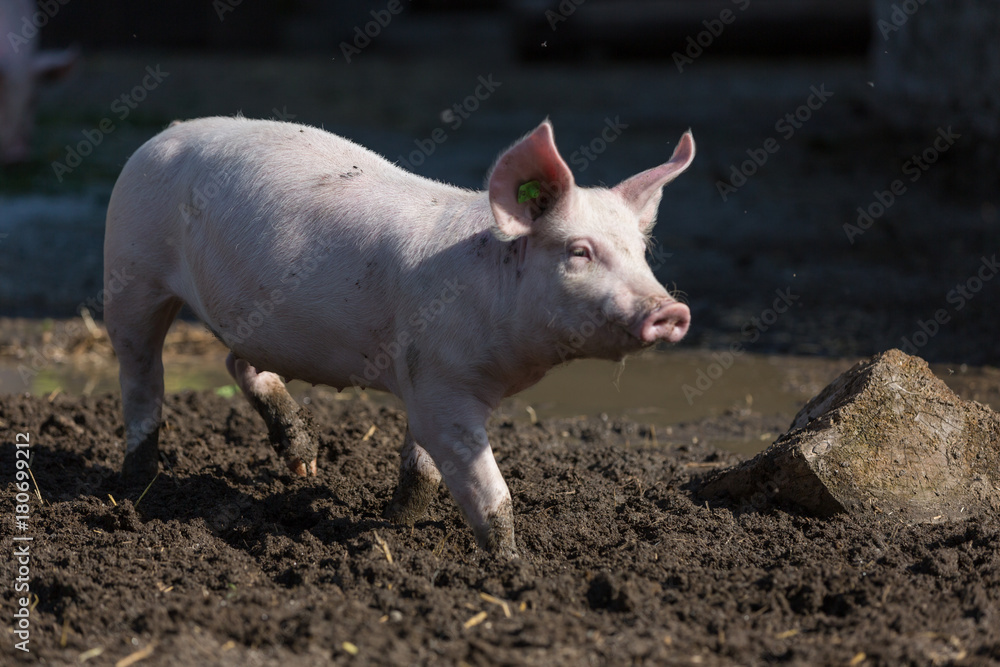pink pig in the stable pink pig in the stable