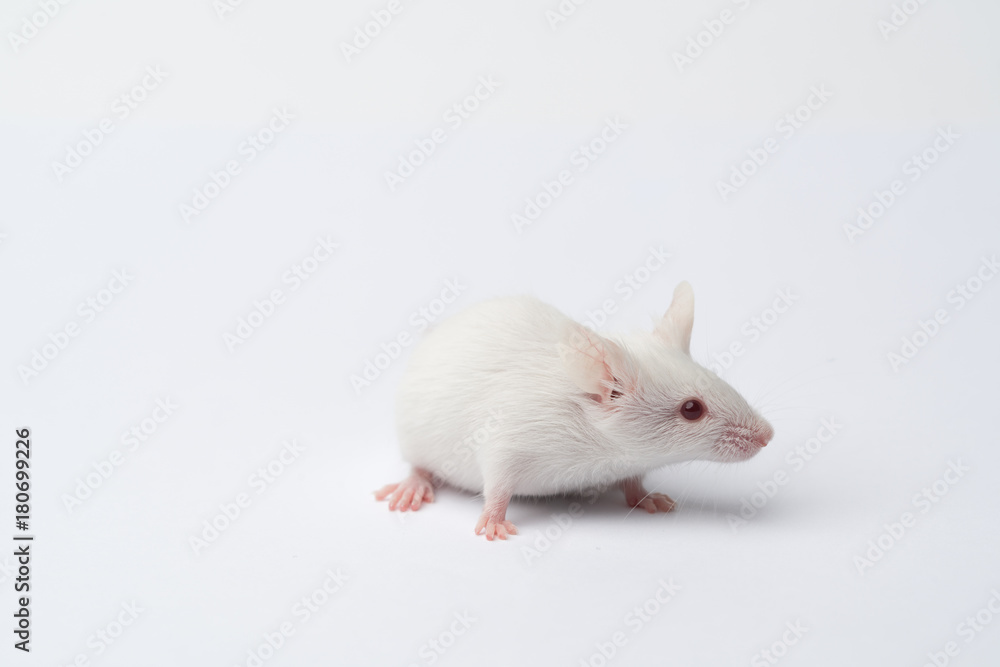 white laboratory mouse close-up on a white background white laboratory mouse close-up on a white background